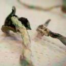 How To Dry Magic Mushrooms