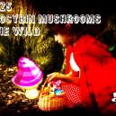 25 Most Common Psilocybin Containing Mushrooms In The Wild