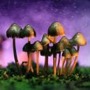 Psilocybin and Psilocin: Understanding Their Role 