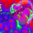 The Difference Between Psilocybin & Psilocin