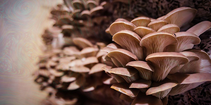 Should You Reuse Mycelium Cakes?