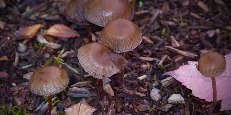 Espárcelos En Mitad De La Naturaleza