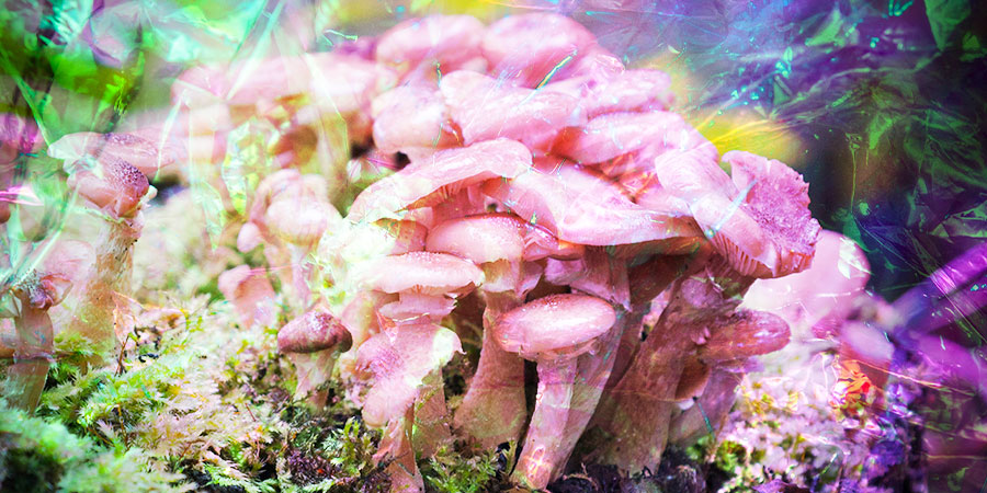 Si Può Sviluppare Una Tolleranza Ai Funghi Allucinogeni?
