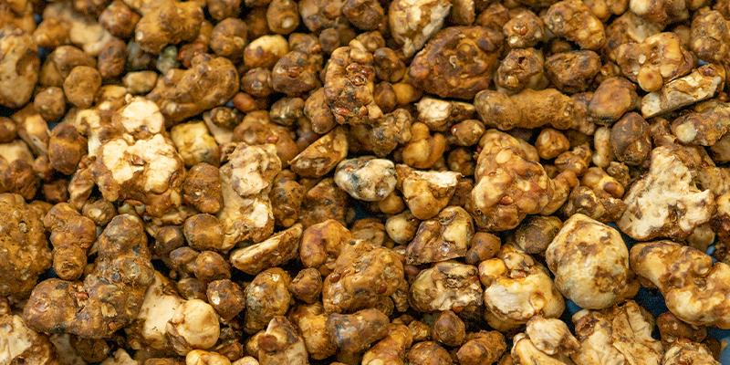 Top 3 Des Meilleures Truffes Magiques Pour Débutants