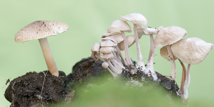 Champignons Magiques