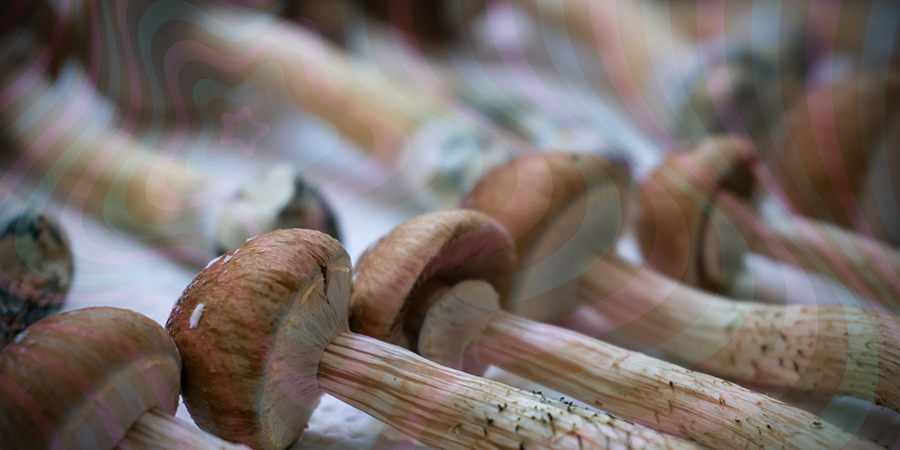 Champignons Frais Et Séchés