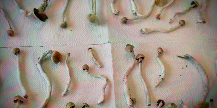 How To Dry Magic Mushrooms