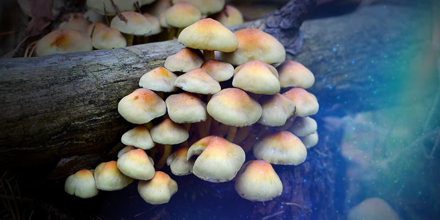 Psilocybe Azurescens