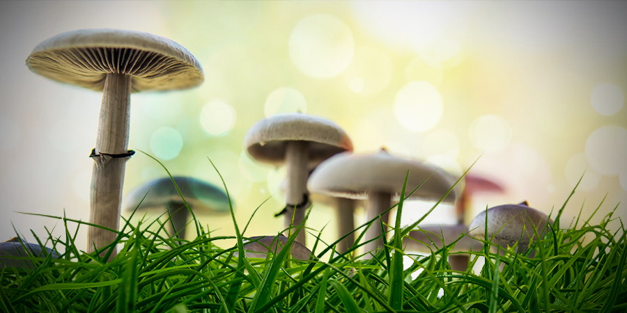 Psilocybe Cubensis