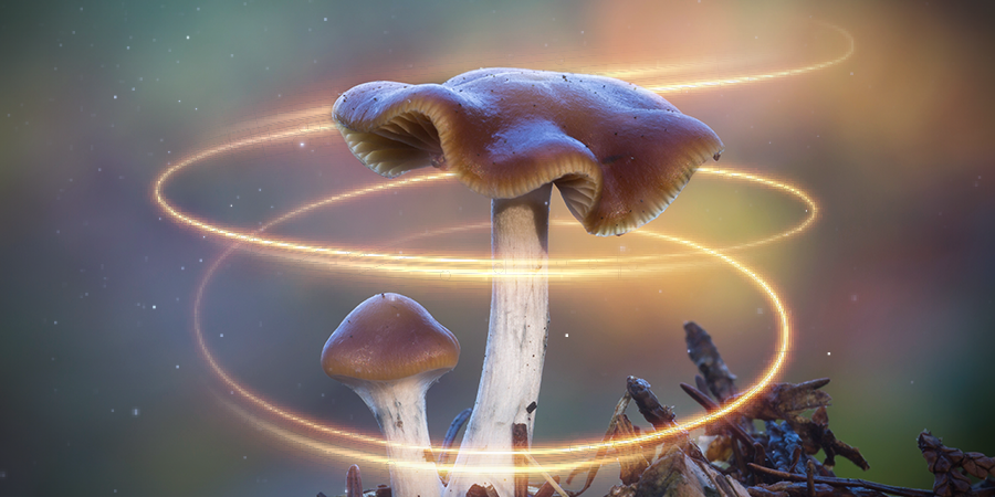 Psilocybe Cyanescens