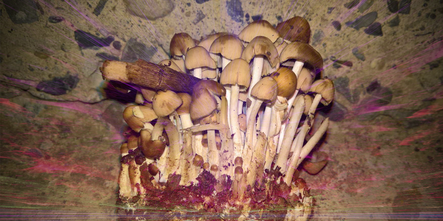 Psilocybe Atlantis