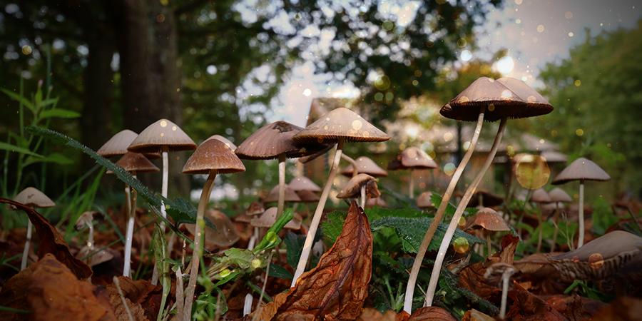 Magic Mushrooms And Truffles