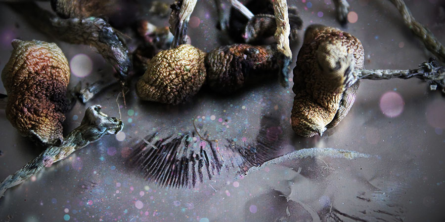 Waarom Zou Je Magic Mushroom-Sporen Extraheren?