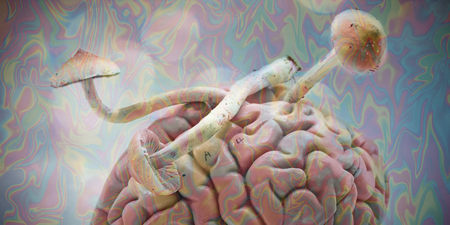 How Does Psilocybin Affect The Brain?