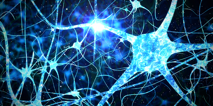 Psilocybine En Neurogenese