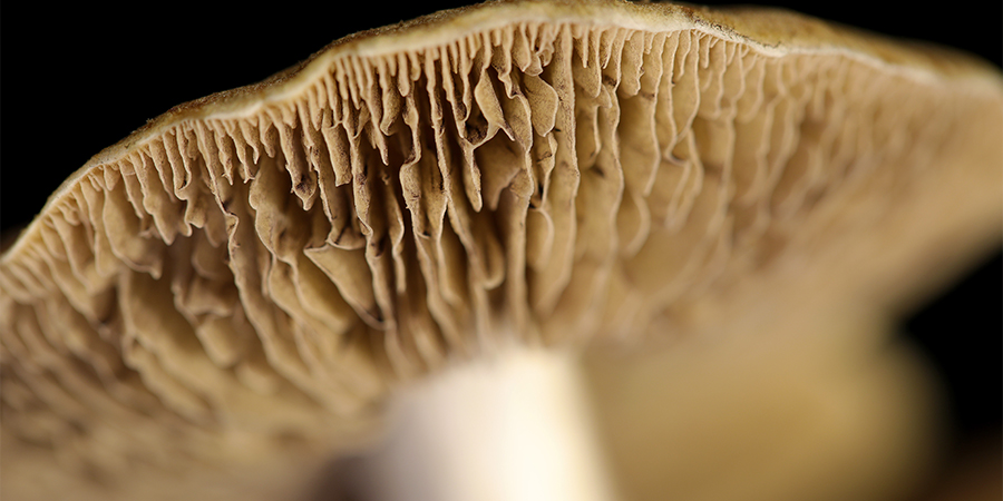 Sind Magic Mushrooms Gefährlich?
