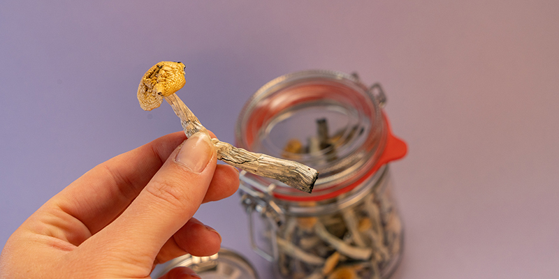 Hoe Bewaar Je Magic Mushrooms En Truffles?