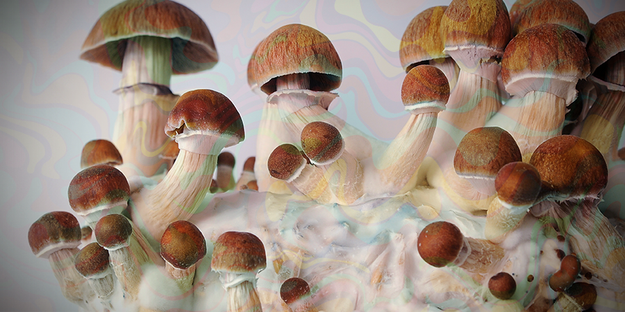 Psilocybin Und Cluster-Kopfschmerzen: Was Du Wissen Musst