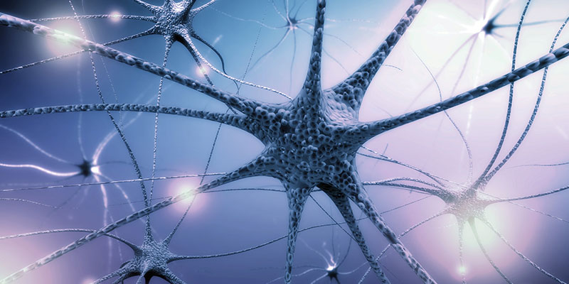 What Happens In The Brain When We Hallucinate?
