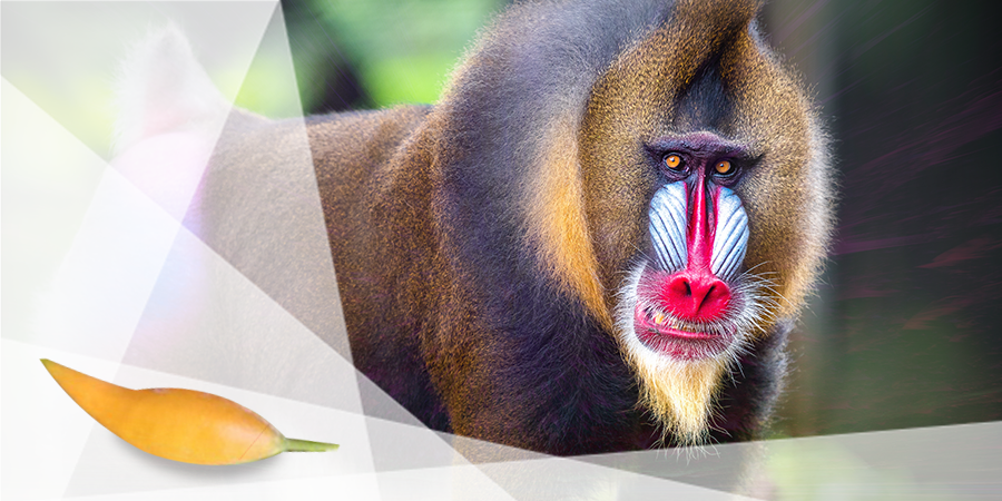 Mandrills Have A Taste For Iboga