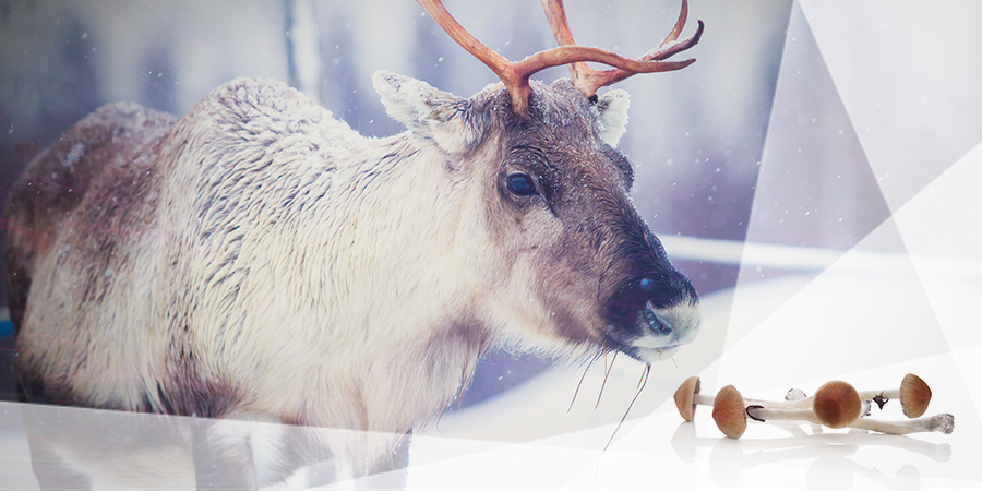 Reindeer Chomp Hallucinogenic Mushrooms