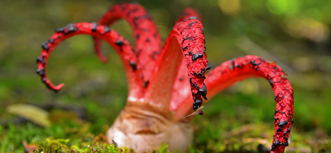 CLATHRUS ARCHERI