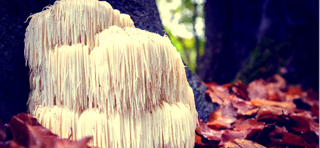 HERICIUM ERINACEUS