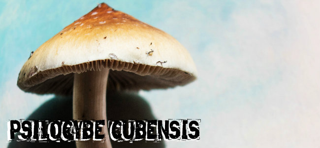 Psilocybe cubensis