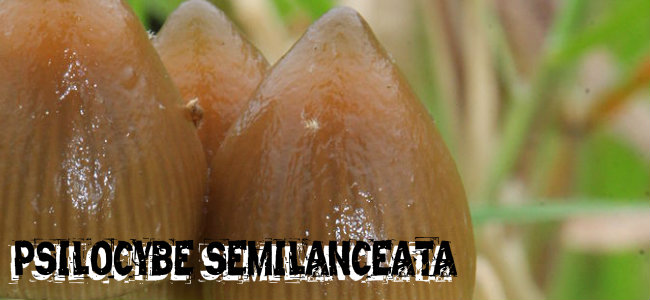 Psilocybe semilanceata