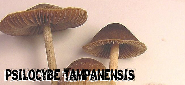Psilocybe tampanensis