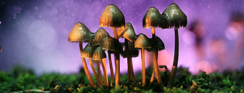 MushMagic Psychedelic Mushrooms
