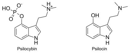 Moleculaire structuur van psilocybine en psilocine