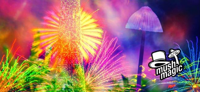Breaking Down The 4 Components Of Magic Mushrooms