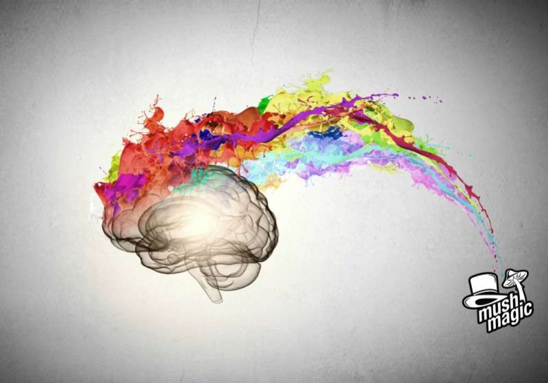 Cool Video: How Magic Truffles Interact With The Brain