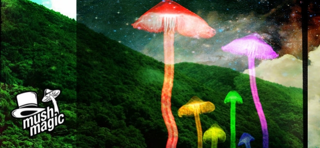 A Guide To Growing Magic Mushrooms Outdoors
