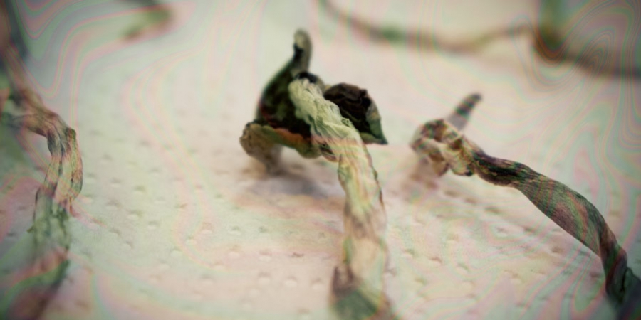 How To Dry Magic Mushrooms