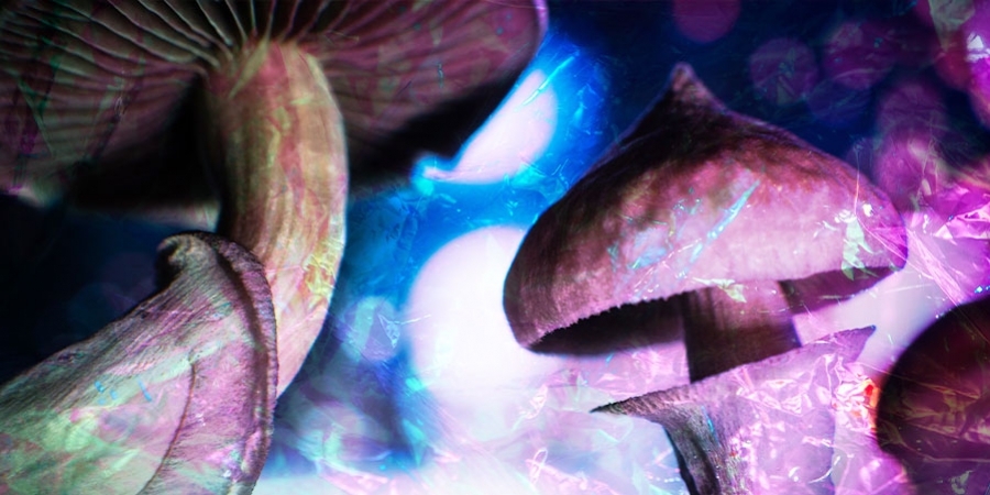 Tolerance And Magic Mushrooms: Everything You Need To Know