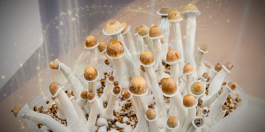 Can You Use Magic Mushrooms To Improve Productivity? 
