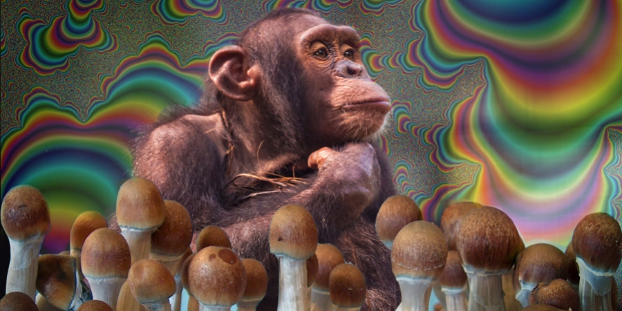 What Is The Stoned Ape Theory And Why Does It Matter?