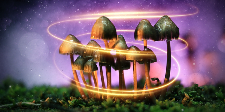 How Magic Mushrooms First Got Their Magic