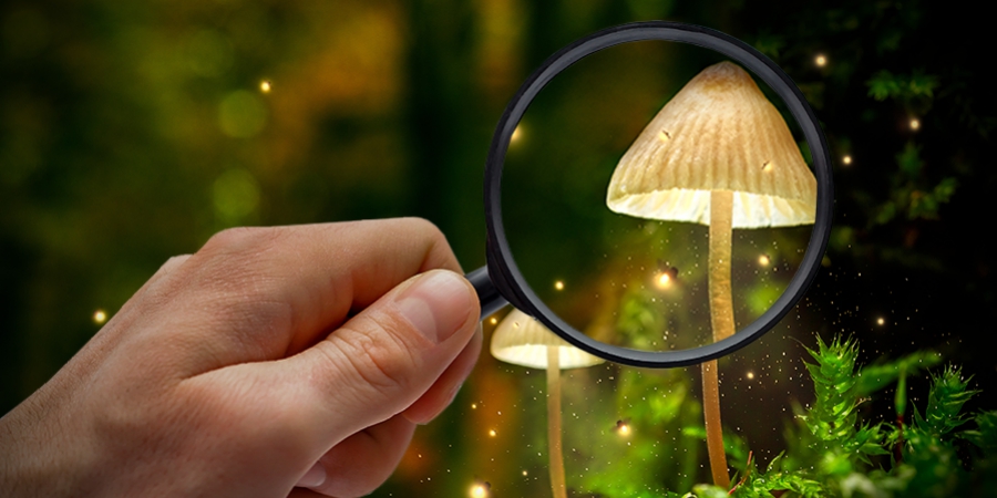 How To Identify Different Species Of Magic Mushrooms 