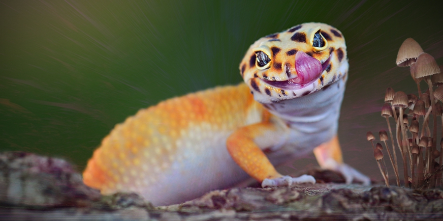 Animals That Love Psychedelics As Much As Humans