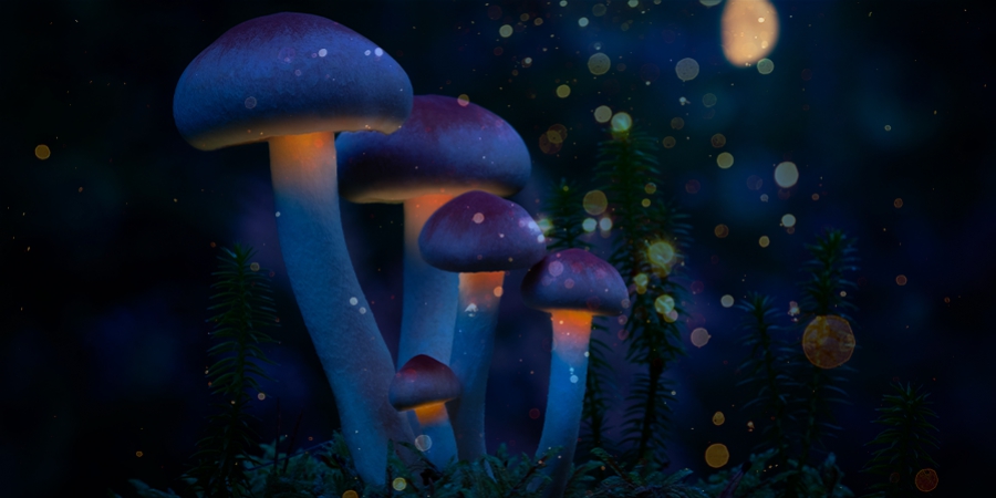 7 Naturally Occurring Psychedelics
