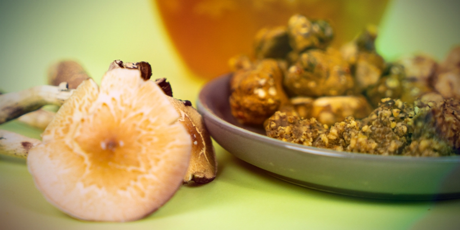 Magic Truffles Vs Magic Mushrooms: Which Is Better?