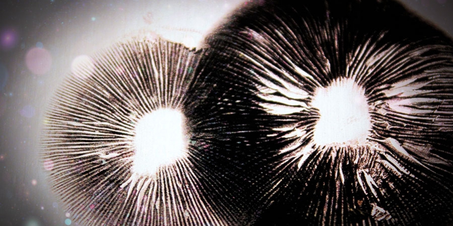 How To Make A Magic Mushroom Spore Print