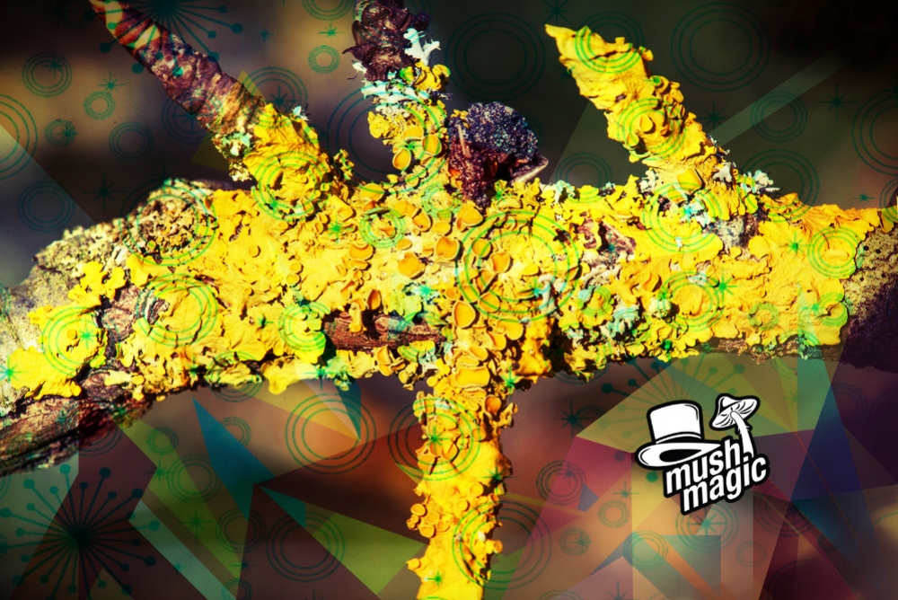 New Species Of Psychedelic Lichen Discovered 