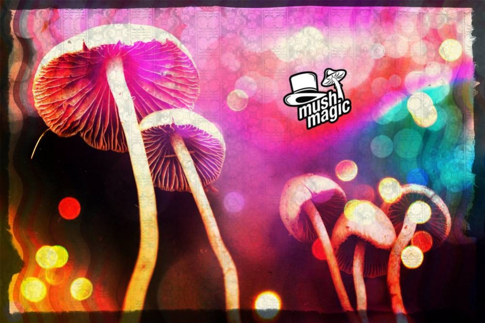 Drying Magic Mushrooms And Truffles: How To