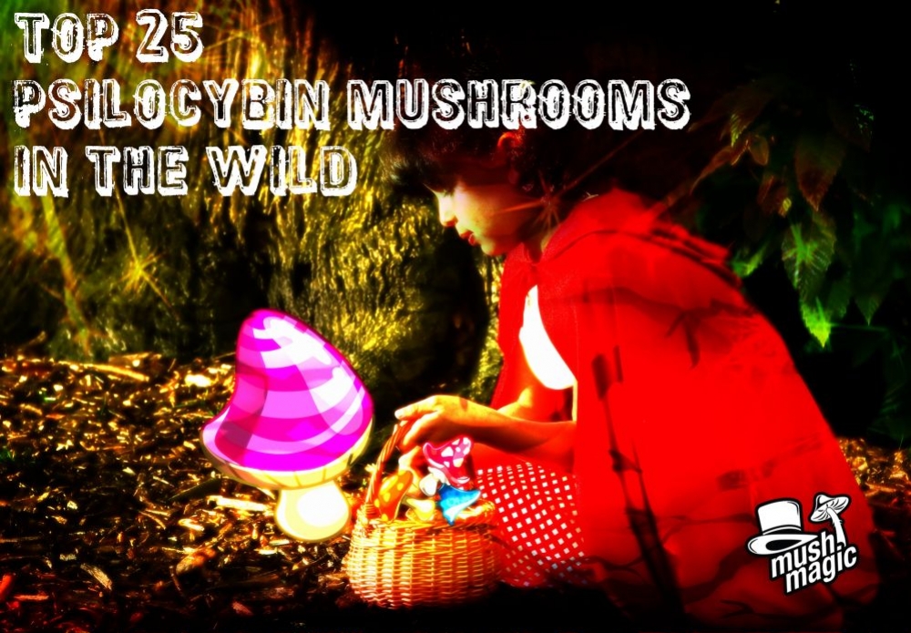 25 Most Common Psilocybin Containing Mushrooms In The Wild