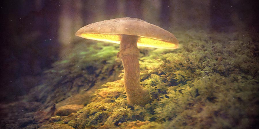 The History Of Magic Mushrooms 