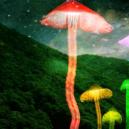 A Guide To Growing Magic Mushrooms Outdoors